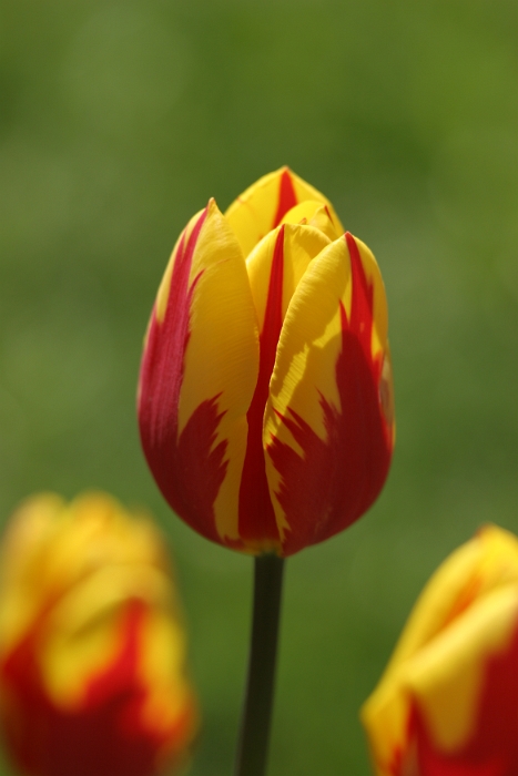 Tulipes a Morges 2006 - 070